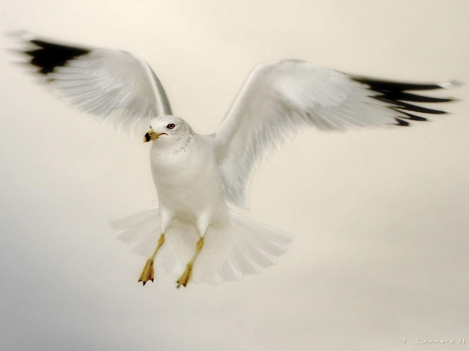 Flying Dove5610817483 - Flying Dove - Labrador, Flying, Dove